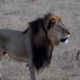 Cecil the lion
CNN